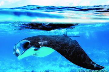 Swimming with Manta Rays
