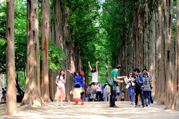 Full Day Nami Island and Petite France Tour from Seoul