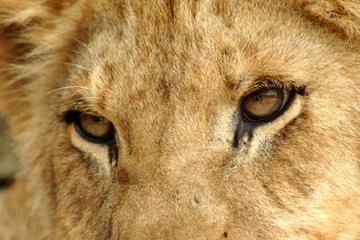 Half Day Lion Park tour