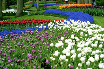 Half-Day Keukenhof Gardens Tour from Amsterdam