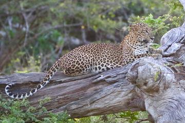 Private Safari at Yala National Park