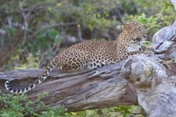 THE UTMOST YALA EXPERIENCE