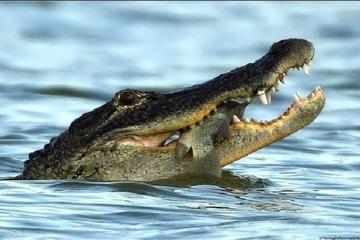 Everglades National Park Swamp Safari Private Airboat Tour