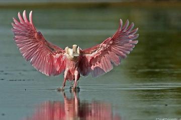 Private Islands of the Everglades Air Boat Tour