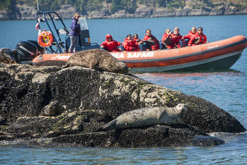 Sea Safari Tour from Vancouver