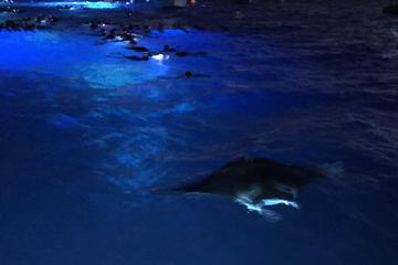 Guaranteed Manta Ray Night Snorkel