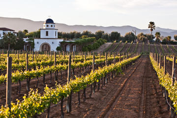 Baja Mexico Winery and Vineyard Tour