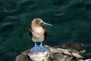 4-Day Galapagos Total Experiencie Tour