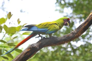 Birdwatching in Cerro Blanco from Guayaquil