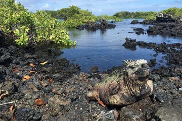 Concha Perla Bay Tour in Isabela Island