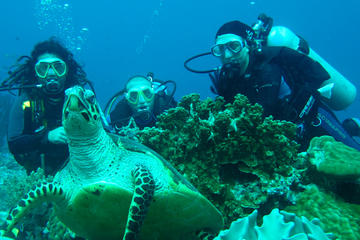 Diving Tour: Bahia Darwin and Carahua