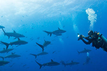 Diving Tour: Española Island