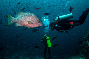 Diving Tour: Kicker Rock in the Galapagos