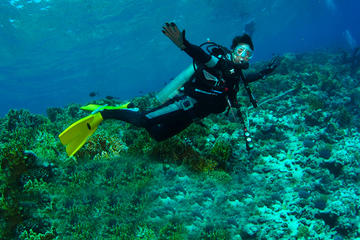 Diving Tour: Punta Pitt in The Galapagos