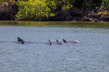 Dolphin Watching in Puerto El Morro from Guayaquil