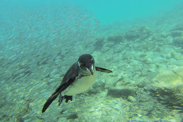 Full-Day Pinzon Island Snorkling, Fishing and La Fe Excursion Including Lunch
