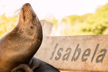 Full-Day Tour Isabela and Tintoreras