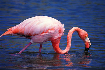Isabela Island Wetlands Walking Tour