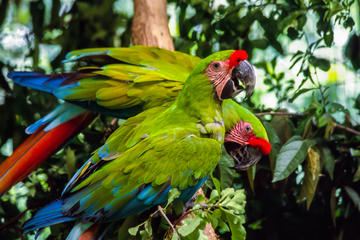 Tour to the Zoo El Pantanal in Guayaquil
