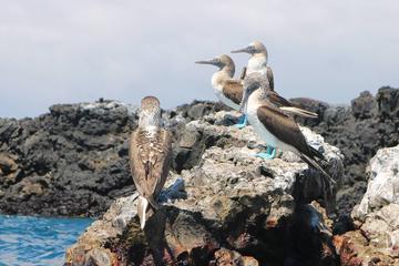 Tour to Tintoreras Bay from Isabela Island