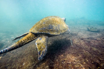 Tour to Tuneles in Isabela Island