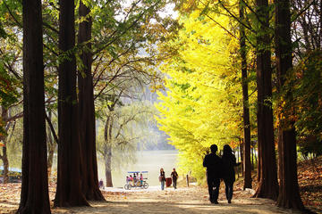 Nami Island and Petite France Day Trip Including Lunch