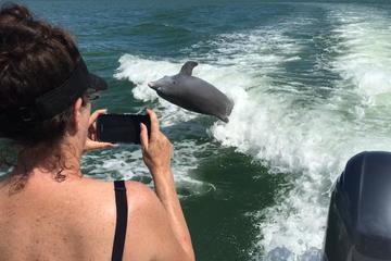 Marco Island Dolphin-Watching Tour