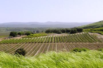 Central Israel Wine Tour From Tel Aviv