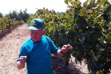 Northern Israel Wine Tour From Tel Aviv