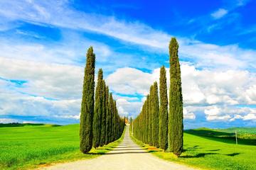 Private Tour in Val d Orcia: Discover the most Beautiful Hills in Italy