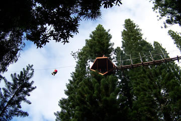 Zipline Treetop Tour