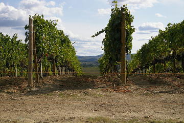 Full Day Chianti Wine Tasting With Lunch and Spa