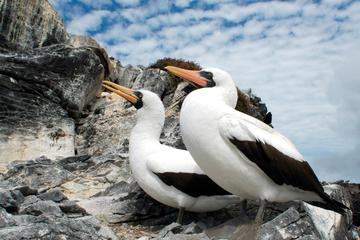 4-Night Galápagos Islands from Isla Baltra