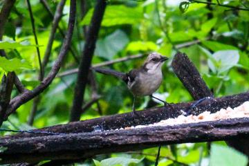 Birdwatching Tour in El Chorro waterfall and Yunguilla Jocotoco Reserve from Cuenca