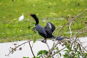 Birdwatching Tour in Tamarindo Tropical Forest area from Cuenca