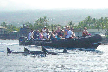 Captain Zodiac Wild Dolphin Swim