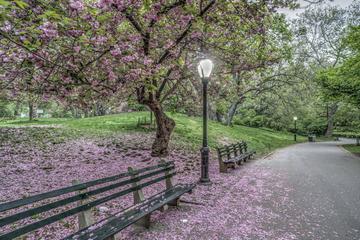 Central Park Walking Tour