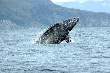San Diego Whale Watching Sailing Tour