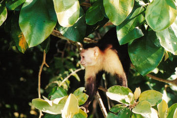 Panama Canal Wildlife Boat Tour and Jungle Walk