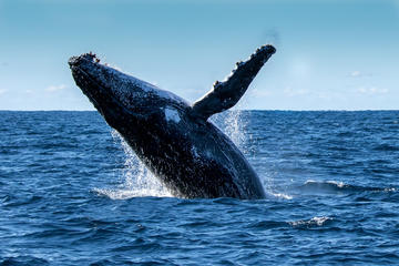 All Inclusive Pearl Islands Catamaran Excursion