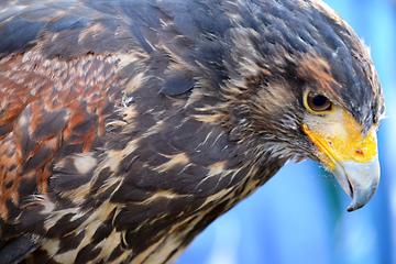 Day Trip Beginners Falconry Experience near White Sulphur Springs, West Virginia 