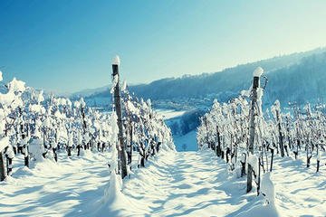 Winter Wine Tour