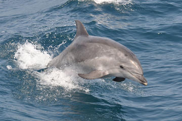 dolphin in Ocean