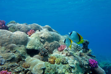 Sinbad Submarine Under The Red Sea