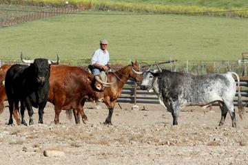 Andalusia Horses Show and Visit to Medina Sidonia from Jerez