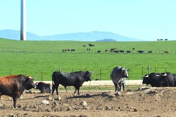 Andalusian Countryside Day Trip from Seville