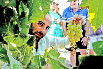 Full Day Sherry Wine Experience from Jerez