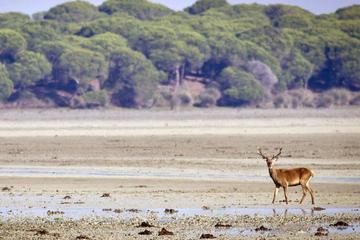 Private Day Trip from Jerez: Doñana National Park & Sanlucar