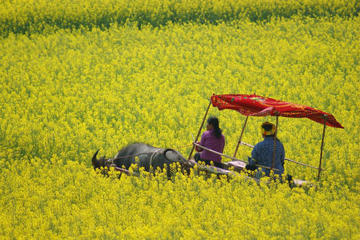 Five-day colorful and in-depth trip to Kunming and Luoping