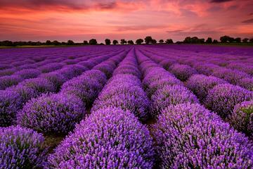 One day private romantic tour to lavender manor and Mutianyu Great Wall